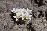 Linanthus killipii