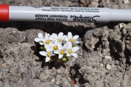 Linanthus killipii