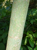 Acer campbelli ssp. flabellatum