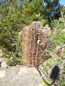Banksia spinulosa