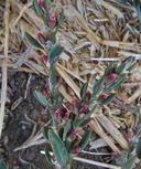 Polygonum aviculare ssp. depressum