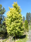 Podocarpus totara var. aurea