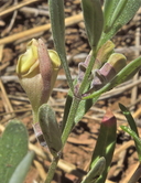Scutellaria nana