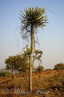Lebombo Euphorbia