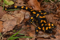 Salamandra salamandra salamandra