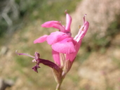 Salvia lemmonii