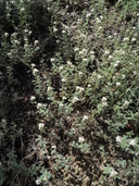 Dalea albiflora