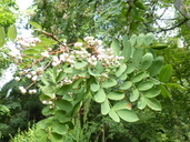 Sorbus glabruscula