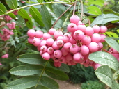 Sorbus macrantha