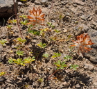 Trifolium macrocephalum