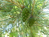 Pinus x digenea