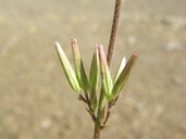 Carminatina tenuiflora