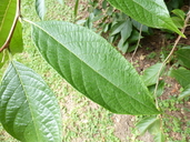 Melliodendron xylocarpum