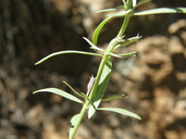 Hedeoma hyssopifolia