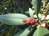 Rhododendron neeriiflorum