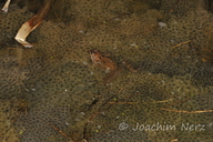 Rana temporaria