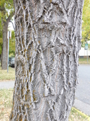 Acer negundo