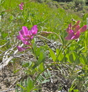 Lathyrus pauciflorus ssp. brownii