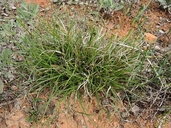 Carex xerophila