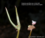 Claytonia parviflora ssp. parviflora
