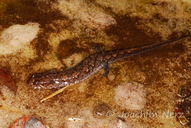 Desmognathus apalachicolae