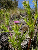 Cirsium hydrophilum ssp. vaseyi