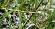 Carex serpenticola