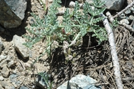 Lomatium engelmannii