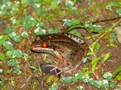 Leptodactylus savagei
