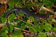 Plethodon jordani