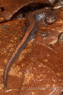 Plethodon serratus