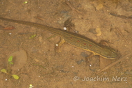 Notophthalmus viridescens