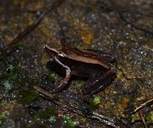 Mantidactylus aerumnalis