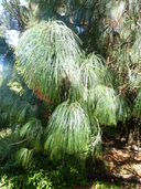 Pinus pseudostrobus var. apulcensis
