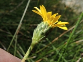 Lance-leaved Goldenweed
