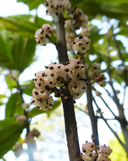 Oreocnide pedunculata