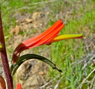 Castilleja subinclusa ssp. franciscana