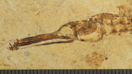 Syngnathus avus