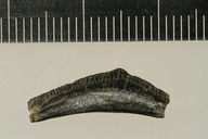 Acrodus oreodontus