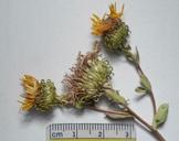 Grindelia squarrosa var. serrulata
