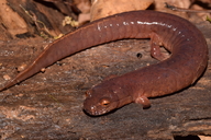 Gyrinophilus porphyriticus