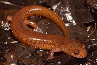 Gyrinophilus porphyriticus