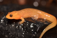 Desmognathus monticola