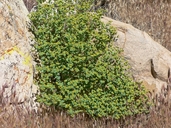 Mohave Spurge