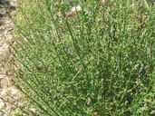 Galium angustifolium ssp. gracillimum