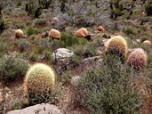 Ferocactus acanthodes ssp. acanthodes