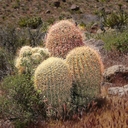 Ferocactus acanthodes ssp. acanthodes