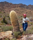 Ferocactus acanthodes ssp. acanthodes