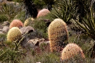 Ferocactus acanthodes ssp. acanthodes