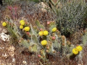 Opuntia erinacea